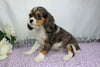 AKC Registered Cavalier King Charles Spaniel For Sale Wooster, OH Male- Casper