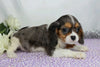 AKC Registered Cavalier King Charles Spaniel For Sale Wooster, OH Male- Casper