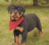 AKC Registered Rottweiler For Sale Sugarcreek, OH Female- Cece