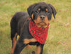 AKC Registered Rottweiler For Sale Sugarcreek, OH Female- Cece