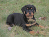 AKC Registered Rottweiler For Sale Sugarcreek, OH Female- Cece