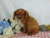 AKC Registered Cavalier King Charles Spaniel For Sale Wooster, OH Male- Chad