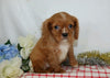 AKC Registered Cavalier King Charles Spaniel For Sale Wooster, OH Male- Chad
