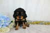 AKC Registered Cavalier King Charles Spaniel For Sale Wooster, OH Male- Chad