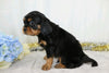 AKC Registered Cavalier King Charles Spaniel For Sale Wooster, OH Male- Chad