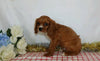 AKC Registered Cavalier King Charles Spaniel For Sale Wooster, OH Male- Champ