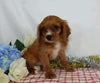 AKC Registered Cavalier King Charles Spaniel For Sale Wooster, OH Male- Champ