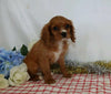 AKC Registered Cavalier King Charles Spaniel For Sale Wooster, OH Male- Champ