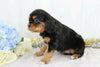AKC Registered Cavalier King Charles Spaniel For Sale Wooster, OH Male- Champ