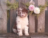 Mini Aussiedoodle For Sale Fredericksburg, OH Male- Champ