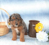Aussiedoodle For Sale Holmesville, OH Male- Champ