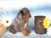 Aussiedoodle For Sale Holmesville, OH Male- Champ