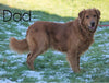 AKC Registered Golden Retriever For Sale Fredericksburg, OH Male- Garth