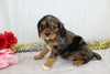 AKC Registered Cavalier King Charles Spaniel For Sale Wooster, OH Female- Charla