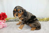 AKC Registered Cavalier King Charles Spaniel For Sale Wooster, OH Female- Charla