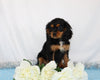 AKC Registered Cavalier King Charles Spaniel For Sale Wooster, OH Male- Charles