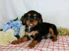 AKC Registered Cavalier King Charles Spaniel For Sale Wooster, OH Male- Charles