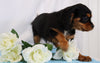 AKC Registered Cavalier King Charles Spaniel For Sale Wooster, OH Male- Charles