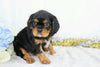AKC Registered Cavalier King Charles Spaniel For Sale Wooster, OH Male- Charles