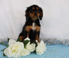 AKC Registered Cavalier King Charles Spaniel For Sale Wooster, OH Male- Charles