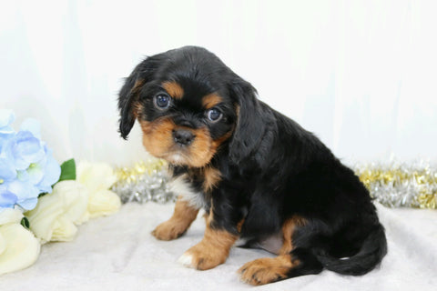 AKC Registered Cavalier King Charles Spaniel For Sale Wooster, OH Male- Charles