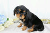 AKC Registered Cavalier King Charles Spaniel For Sale Wooster, OH Male- Charles