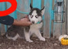 Siberian Husky For Sale Dundee, OH Male- Charlie