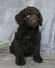 Medium F1B Labradoodle For Sale Millersburg, OH Female- Charlotte