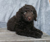 Medium F1B Labradoodle For Sale Millersburg, OH Female- Charlotte