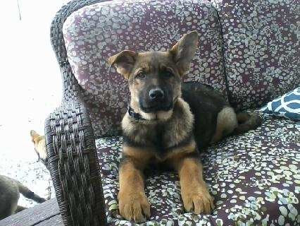 AKC Registered German Shepherd For Sale Millersburg, OH Female- Charlottey