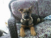 AKC Registered German Shepherd For Sale Millersburg, OH Female- Charlottey