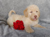 Mini F1B Labradoodle For Sale Millersburg, OH Male- Chase