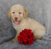 Mini F1B Labradoodle For Sale Millersburg, OH Male- Chase