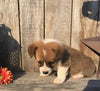 ACA Registered Pembroke Welsh Corgi For Sale Adamsville, OH Male- Chase