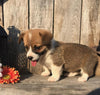 ACA Registered Pembroke Welsh Corgi For Sale Adamsville, OH Male- Chase