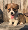 ACA Registered Pembroke Welsh Corgi For Sale Adamsville, OH Male- Chase