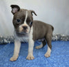 AKC Registered Boston Terrier For Sale Wooster, OH Male- Chase