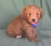 Mini Aussiedoodle For Sale Berlin, OH Male- Checkers