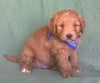 Mini Aussiedoodle For Sale Berlin, OH Male- Checkers