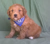 Mini Aussiedoodle For Sale Berlin, OH Male- Checkers