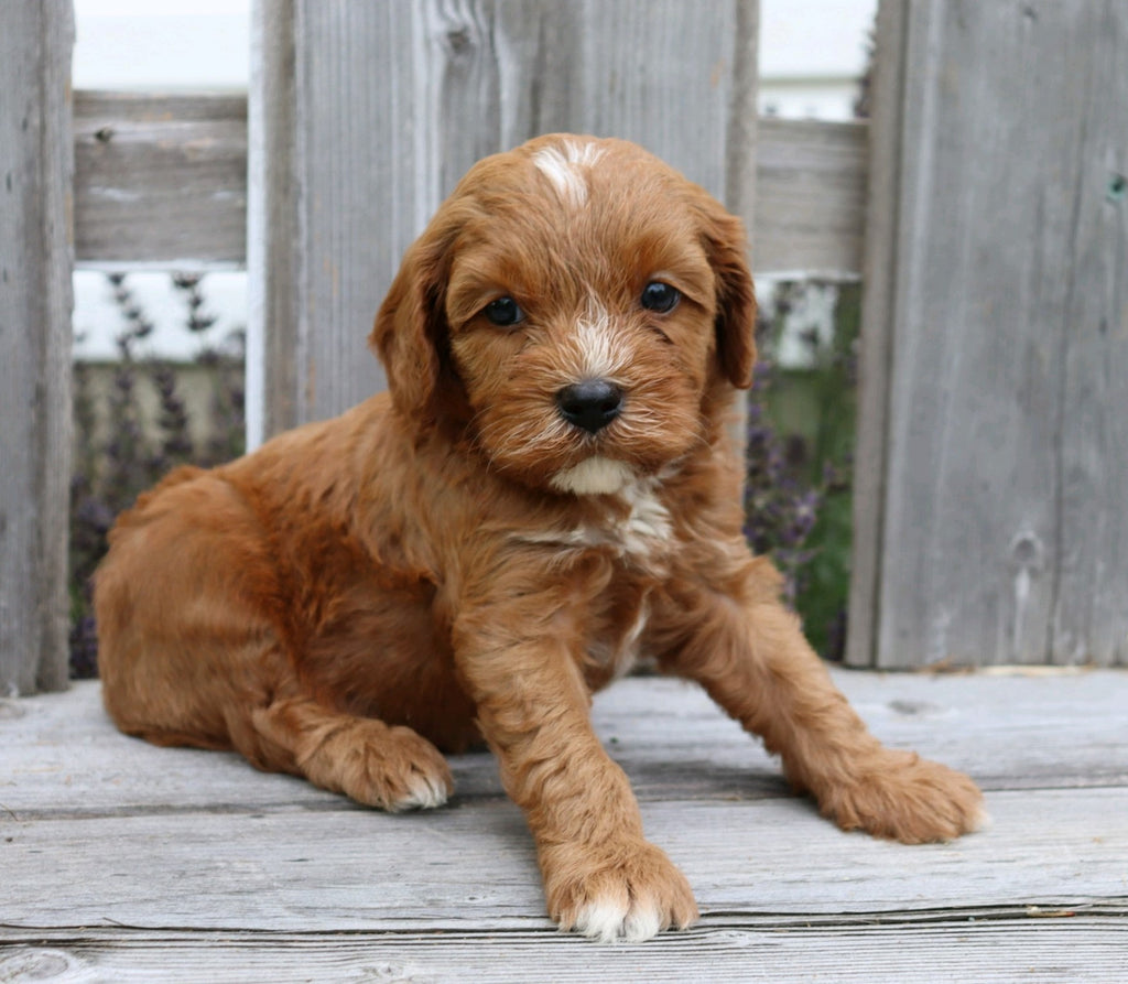 Cavapoo For Sale Fredericksburg OH Male Chip AC Puppies LLC cavapoo-for-sale-fredericksburg-oh-male-chip-ac-puppies-llc