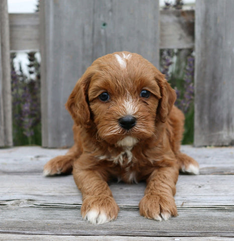 Cavapoo For Sale Fredericksburg, OH Male- Chip
