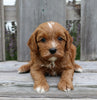 Cavapoo For Sale Fredericksburg, OH Male- Chip