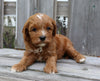 Cavapoo For Sale Fredericksburg, OH Male- Chip