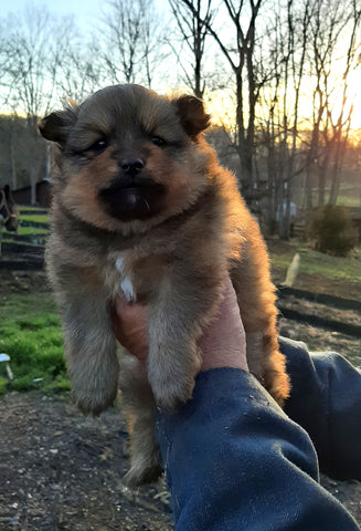 CKC Registered Pomeranian For Sale West Union OH Male-Chippy