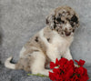 Mini Labradoodle For Sale Millersburg, OH Female- Chloe
