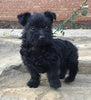 Mini Poodle Mix For Sale Fredericksburg, OH Female- Chloe