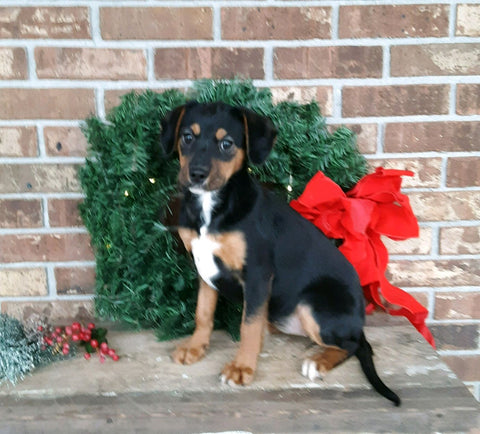 Cavalier King Charles Spaniel Mix For Sale Holmesvile, OH Female Chloe