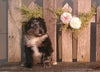Mini Aussiedoodle For Sale Fredericksburg Female- Chloe