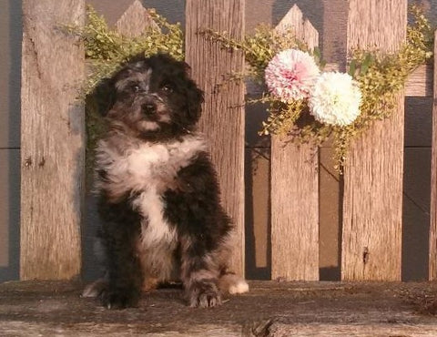 Mini Aussiedoodle For Sale Fredericksburg Female- Chloe